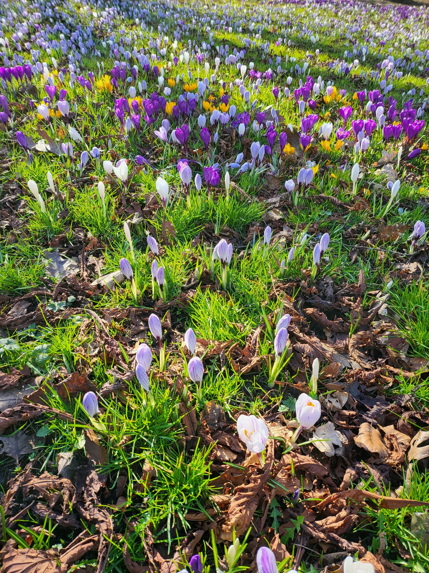 Crocus Blooming On The Stray in Harrogate - Harrogate Floral displays. The very best for Spring walks Promoting Mental Health and Mindfulness