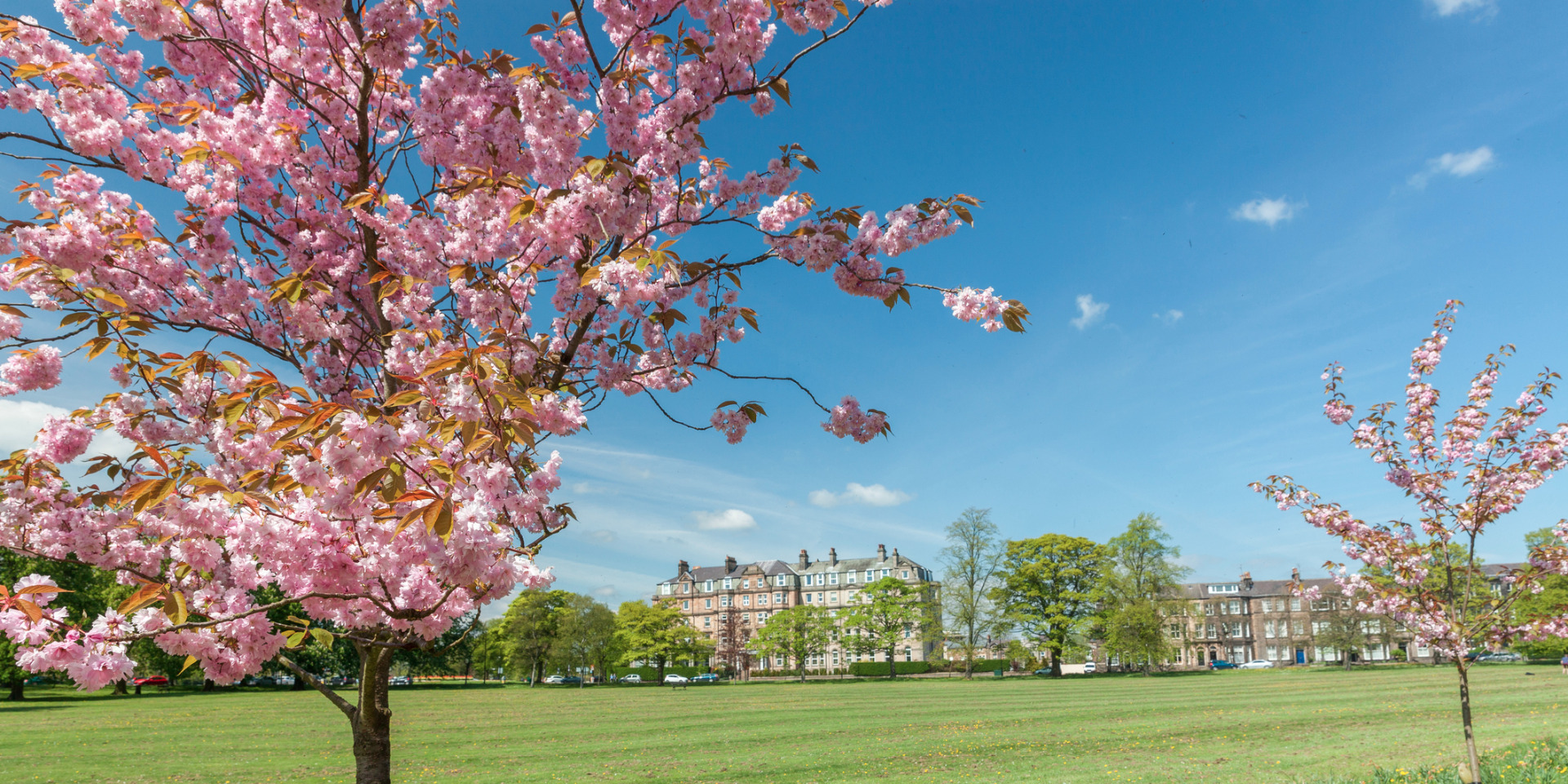 blossom tree in bloom on harrogate stray in north yorkshire